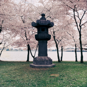 Asian nature sculpture cherry blossom.png